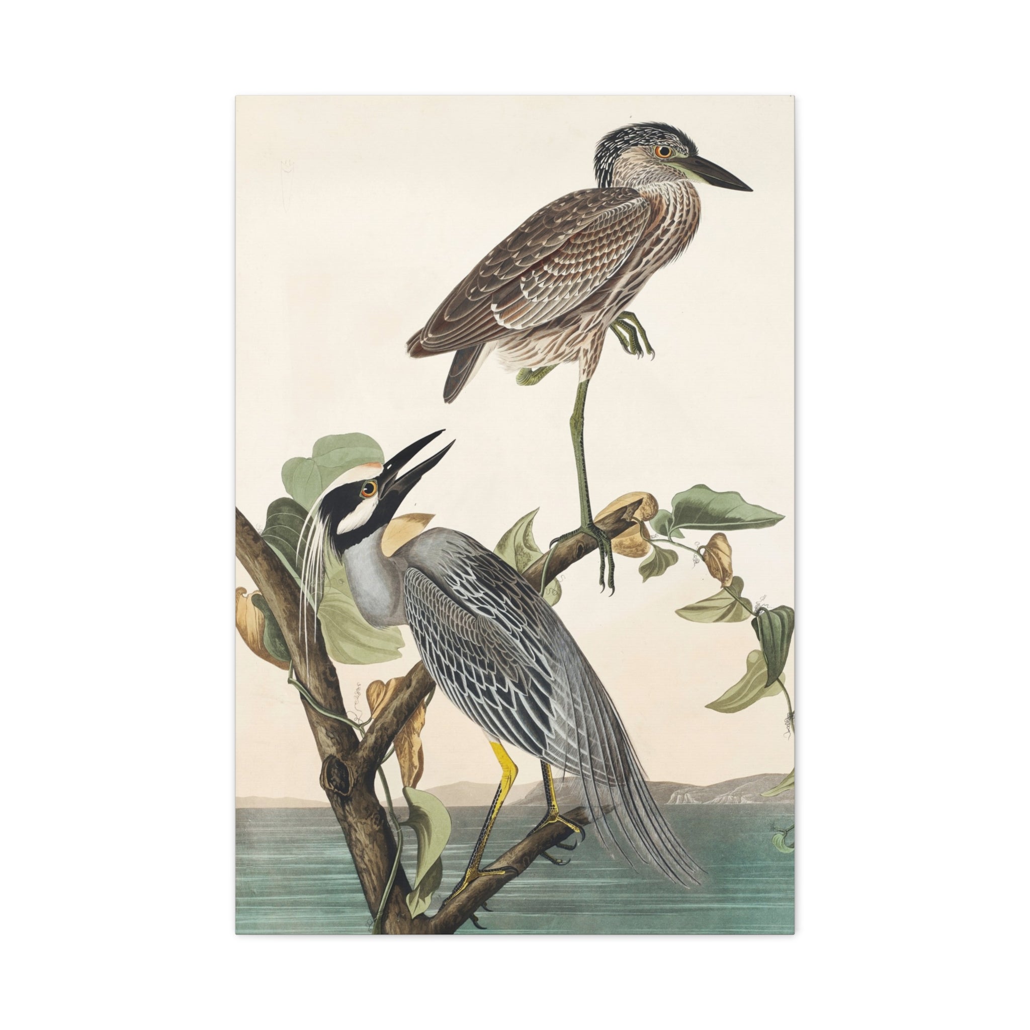 Vintage Heron Bird Art - Matte Stretched Canvas Wall Decor