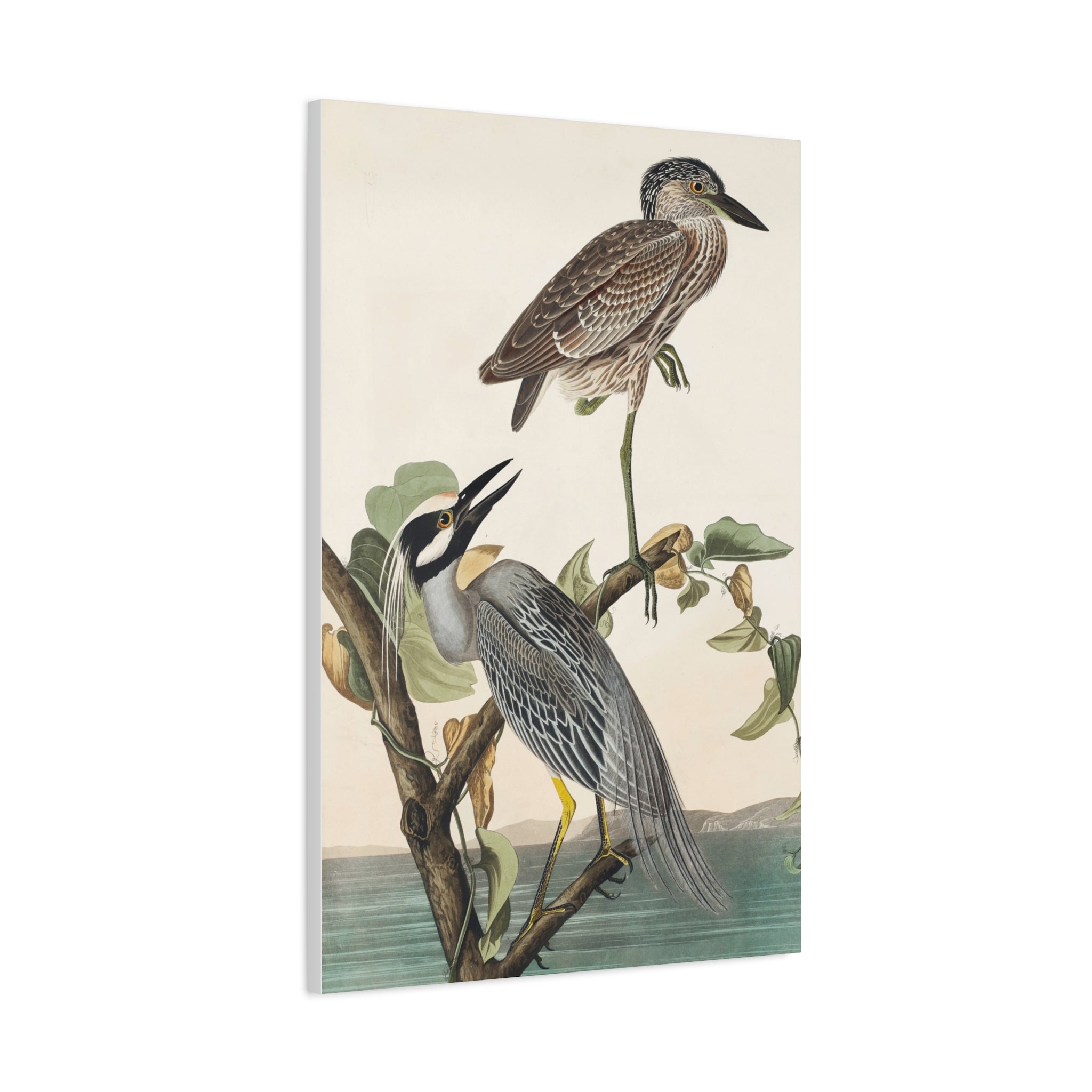Vintage Heron Bird Art - Matte Stretched Canvas Wall Decor